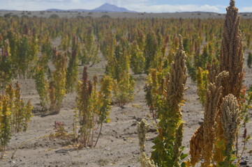 Plantação de Quinoa