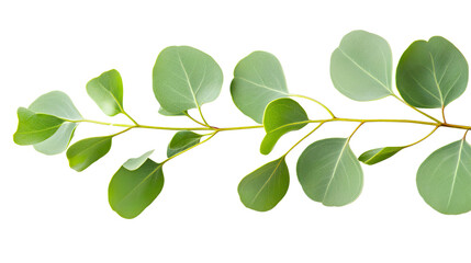 branch with leaves transparent background
