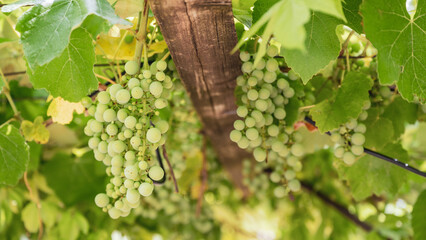 A bunch of grapes hanging on the vine to be used for wine making