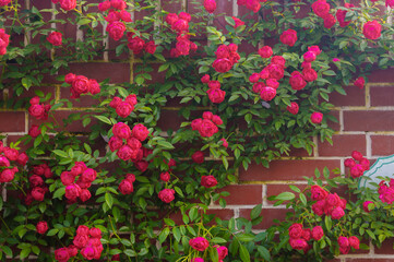 Spring scenery of Shahu Park in Wuhan