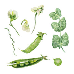 Pea plant. Set with leaves, flowers, pod, tendrils. Botanical watercolor illustration isolated. Vegetarian, harvest day cards, food packaging, labels.