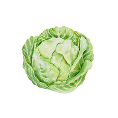 Cabbage, white. Hand drawn watercolor illustration isolated on white background. For cards, food labels, packaging, summer banners, jar stickers.