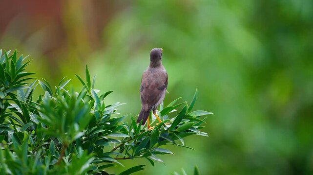 Javan myna bird perched on a branch in slow motion