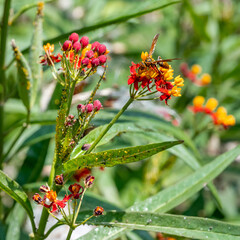 Polistes fuscatus (Northern paper wasp) on yellow orange flowers