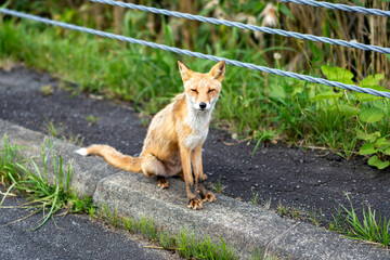 人懐っこいキタキツネ