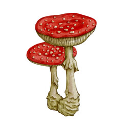 Set of colorful forest mushrooms toadstools, red fly agaric. Seasonal botanical elements. Vector graphics.