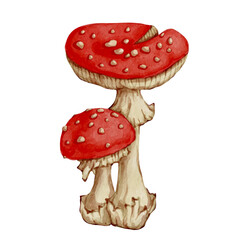 Set of colorful forest mushrooms toadstools, red fly agaric. Seasonal botanical elements. Vector graphics.