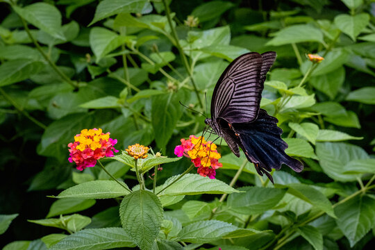 Large tropical butterfly on brightly coloured flowers