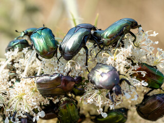 Goldilocks feed on the flowers in large numbers. Northern Greece