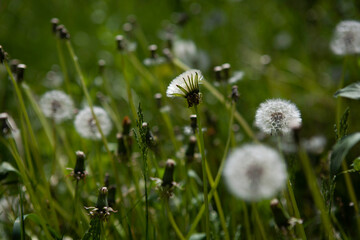 photo of dandelion on a summer flower field