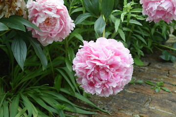 Garden Pink Peonies 