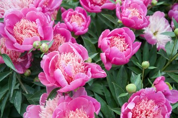 Budding Pink Peonies 