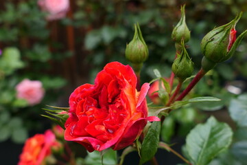 rot blühende Rosen (1)