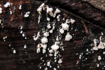 selective focus close up of polypore fungi or bracket fungi or shelf fungi that grow on tree wood