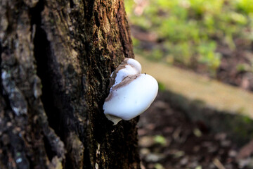 selective focus close up of polypore fungi or bracket fungi or shelf fungi that grow on tree wood