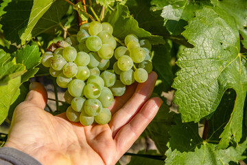 Closeup of the hand gently holding a bunch of juicy ripe green grapes against lush green leaves.
