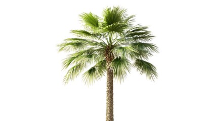 Elegant Tropical Palm Tree Against Clean White Background