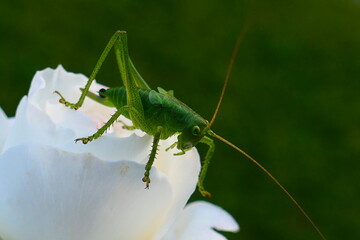 Grashüpfer auf Rose (1)