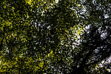 Selective focus of green trees in a forest or city park, there is sunlight leaking through the gaps in the leaves, low angle photograph