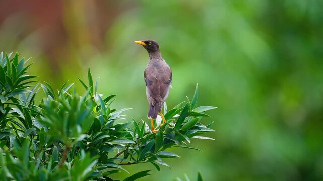 Javan myna bird perched on a branch in slow motion