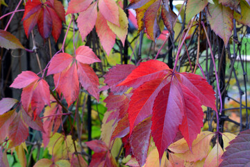 a red leaf of wild grape plant with some autumn leaves 