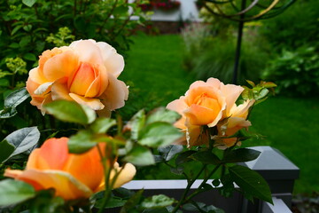 Cognac farbige Rosen (3)
