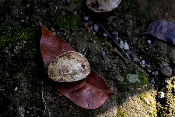 Fototapeta premium Selective focus of ketapang tree seeds or terminalia catappa falling on the ground in the garden during the day