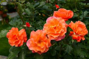 orange blühende Strauch-Rose (8)