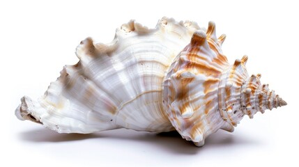 Obraz premium White background with a live conch