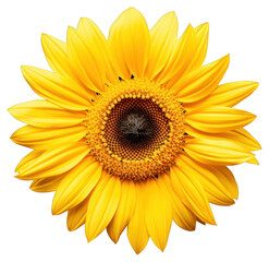 Fototapeta premium PNG Bright sunflower on black background