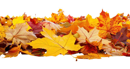 Fototapeta premium PNG Colorful autumn leaves background