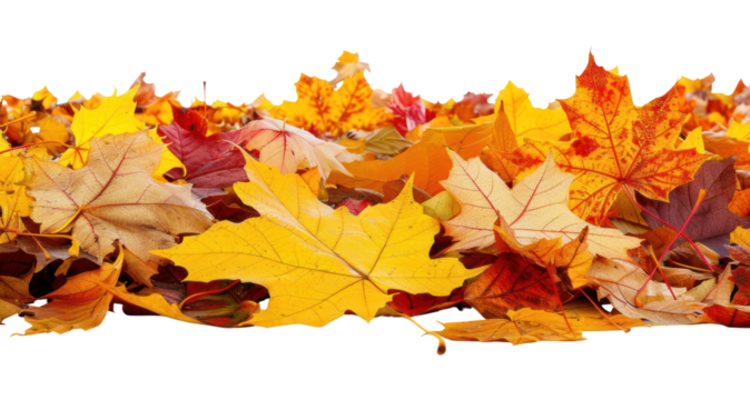 PNG Colorful autumn leaves background