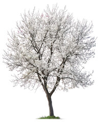 Obraz premium PNG Blossoming tree with white flowers