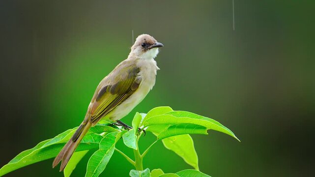 Light vented bulbul taking off in slow motion in the rain