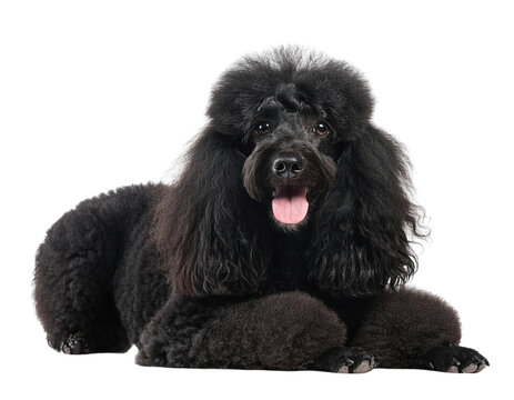 Full-body shot of a black poodle dog lying down with fluffy fur and a cheerful expression cut out transparent isolated PNG