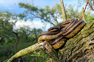 Vierstreifennatter // Four-lined snake (Elaphe quatuorlineata) - Axios-Delta, Griechenland