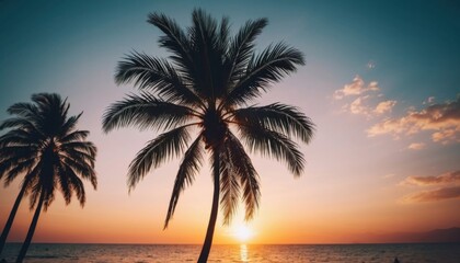 Fototapeta premium palm trees at sunset
