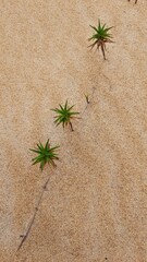dunas em itaunas, espitrito santo