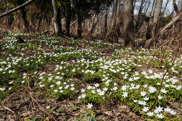 White anemone flowers in spring forest. Spring nature background. Beautiful nature landscape. Glade of anemone nemorosa.