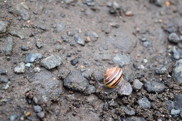 Snail on the Path