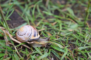 Snail in the Grass