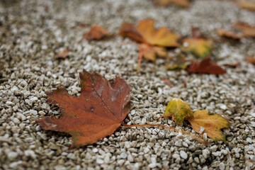 Brightly colored leaves resting on gravel