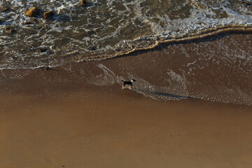cachorro caminhando na areia da praia 