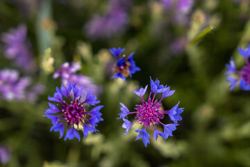 beautiful dark blue field flowers close up