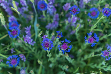 beautiful dark blue field flowers close up
