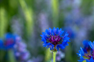 beautiful dark blue field flowers close up