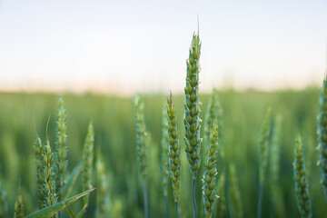 Fototapeta premium green, young wheat close-up, natural photography