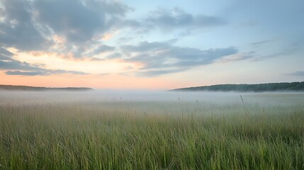 Ethereal Morning Mist Envelops Serene Grassland Landscape