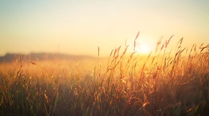 Fototapeta premium Captivating Morning Sunlight Filtering Through Tall Grass Against Clear Sky Backdrop