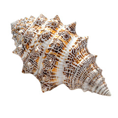 A detailed close-up of a seashell cut out transparent isolated on white background PNG